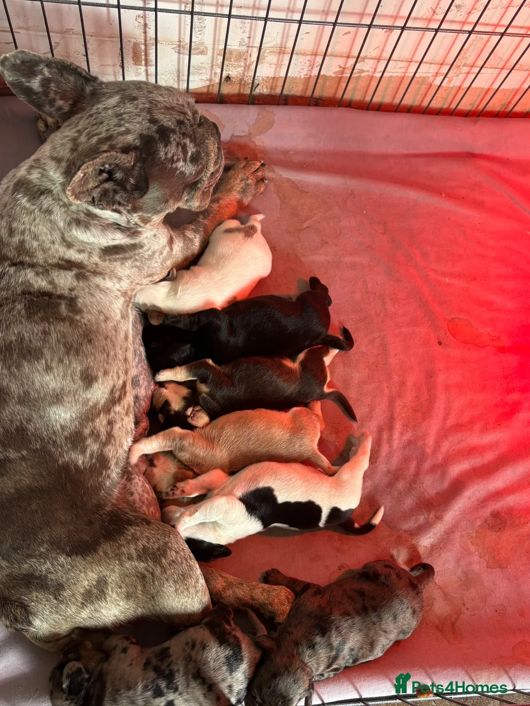 Mixed Breed dogs for sale: show cocker spaniel x french bulldog mix pups - Advert 1