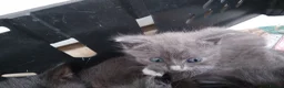 Mixed Breed cats for sale: Beautiful grey kittens  - Advert 7