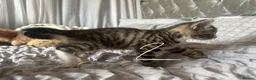 Mixed Breed cats for sale: Beautiful Bengal Cross Kittens - Advert 18