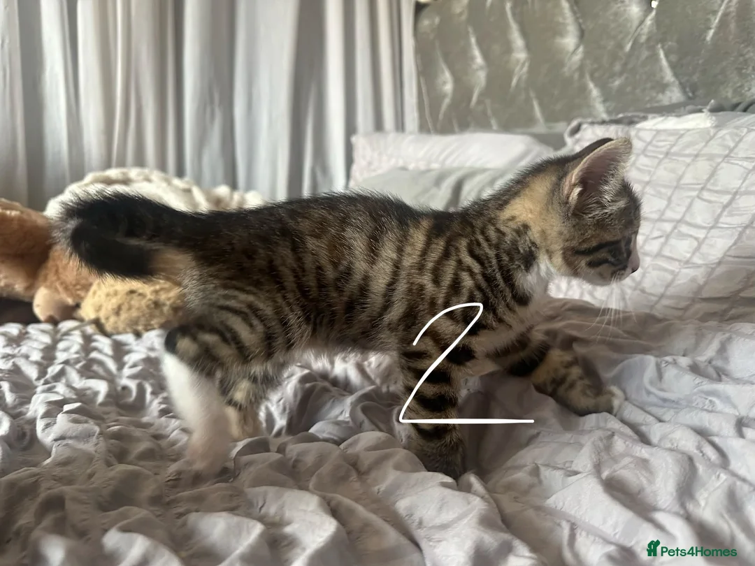 Mixed Breed cats for sale: Beautiful Bengal Cross Kittens - Advert 18