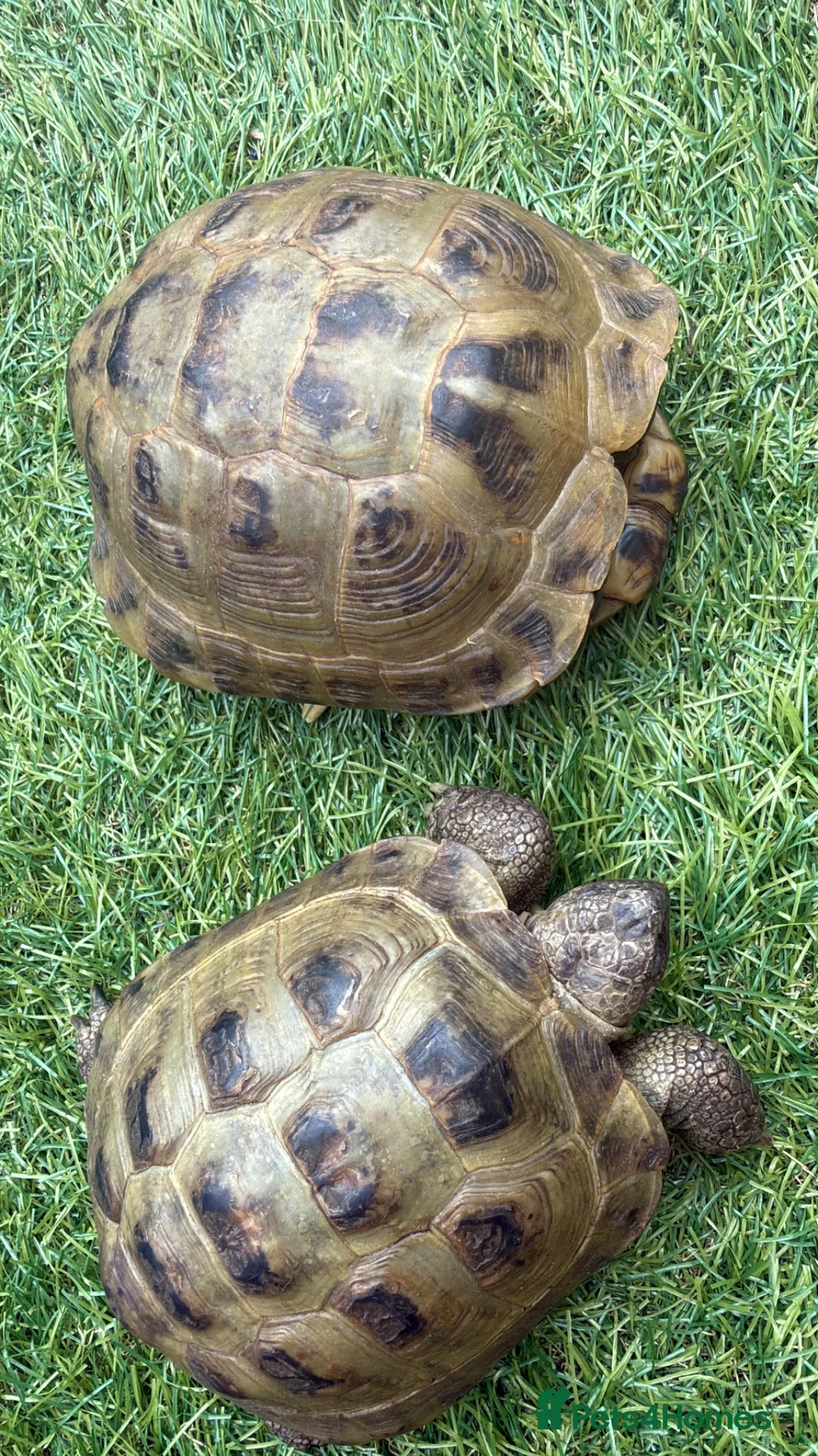 Tortoise reptiles for sale: Horsfield tortoises for loving new home - Advert 2