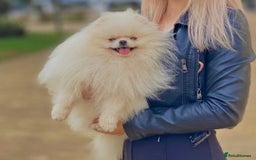 Pomeranian dogs for sale: An irresistibly fluffy Pomeranian pup - Image 5