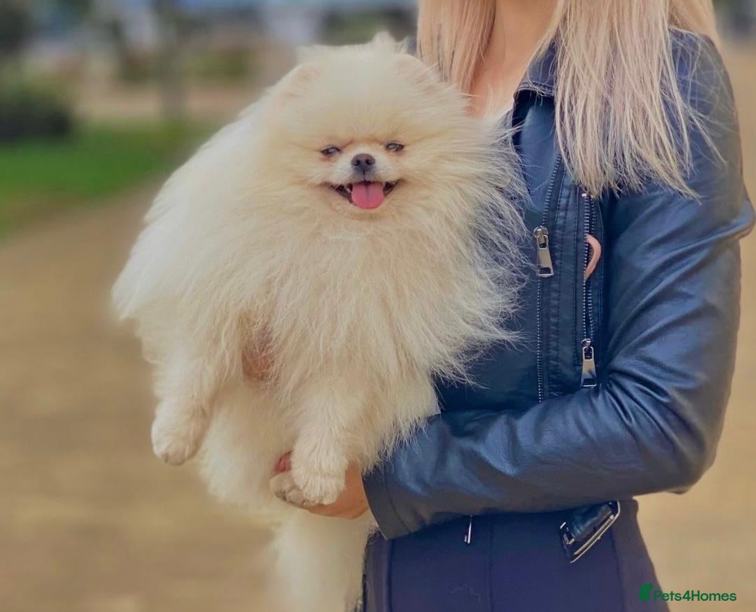 Pomeranian dogs for sale: An irresistibly fluffy Pomeranian pup - Image 5