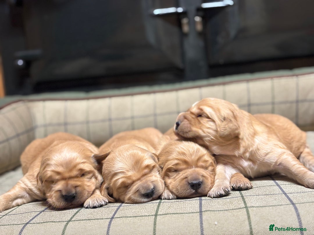 Golden Retriever dogs for sale: Stunning KC Golden Retrievers  - Advert 2