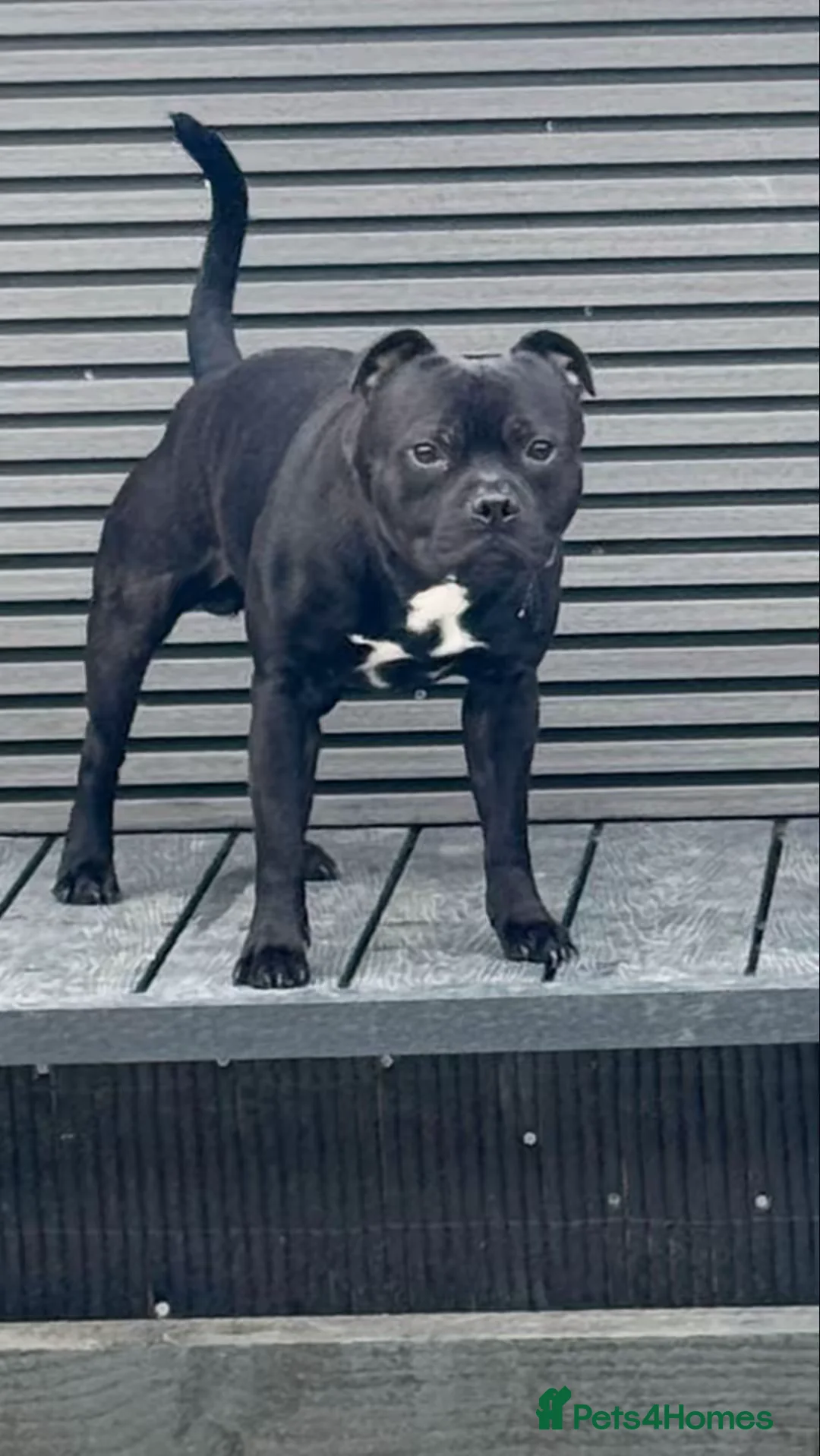 Staffordshire Bull Terrier dogs for stud: Arther - Advert 18