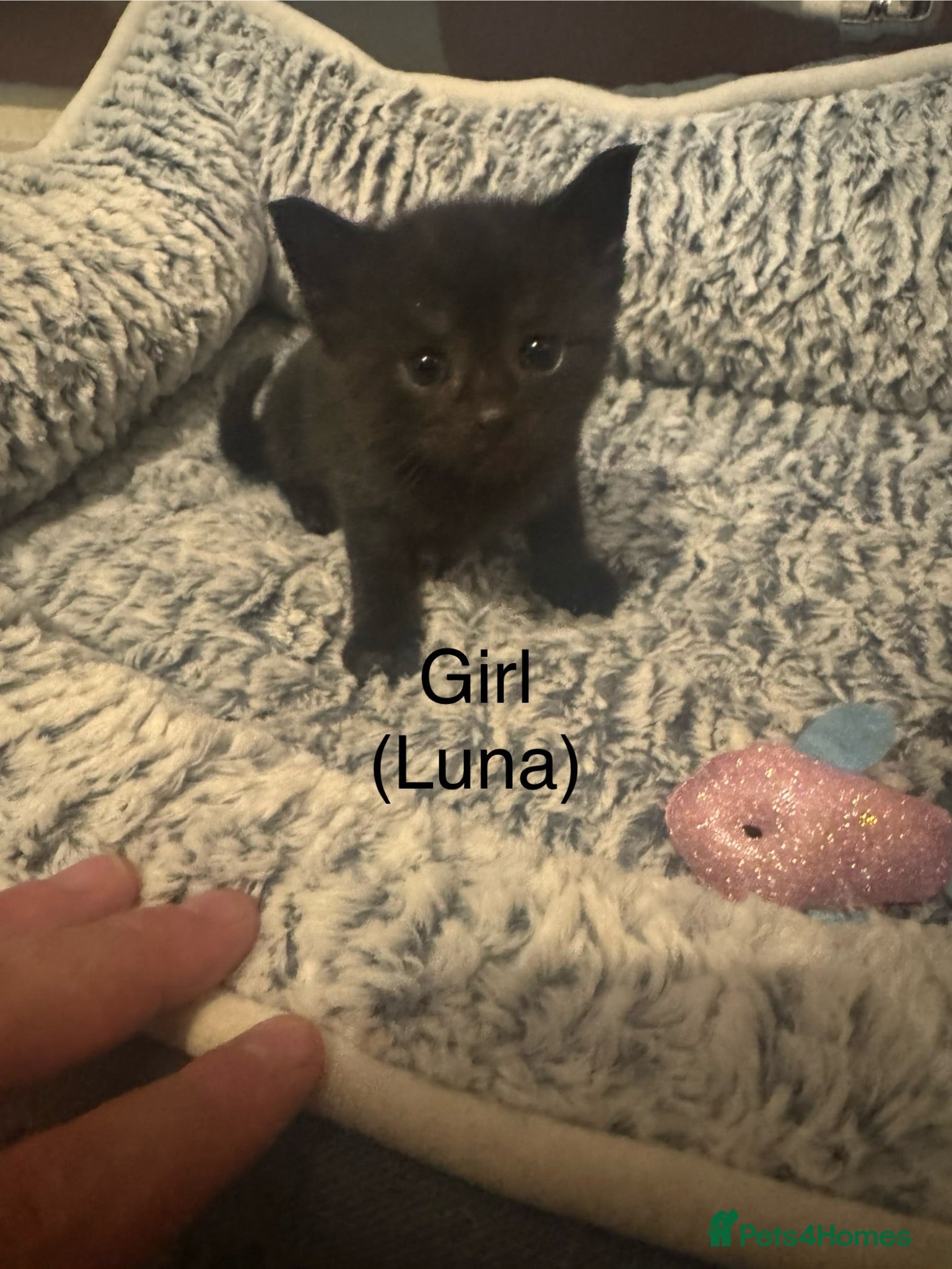 Mixed Breed cats Black female kitten  - Advert 2