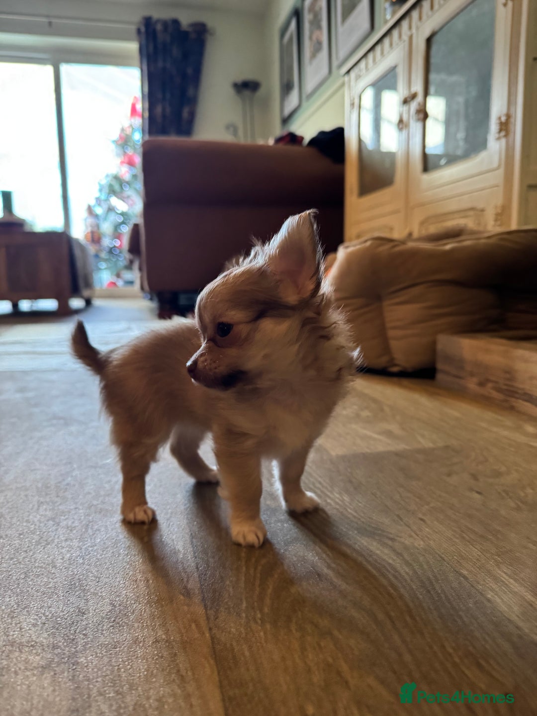 Chihuahua dogs for sale: 3 Long Haired  **  Chihuahua Puppies. 2xF, 1xM - Advert 4