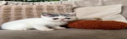Exotic cats for sale: Ready to leave! 4 exotic shorthair boys  - Advert 8
