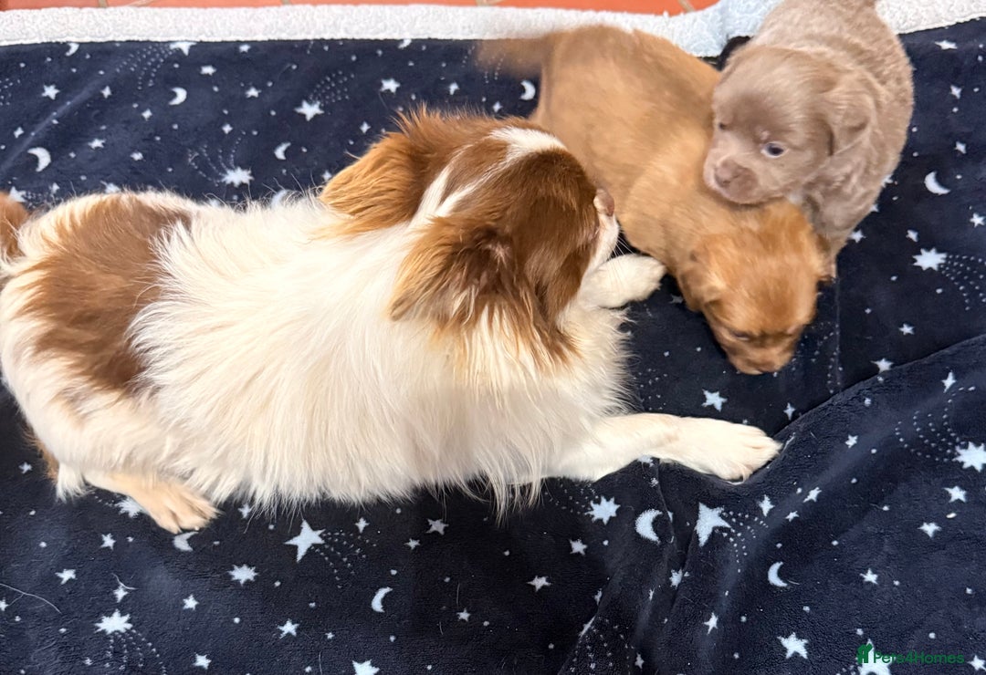 Mixed Breed dogs for sale: Outstanding chihuahua x miniature JRT puppies - Advert 7