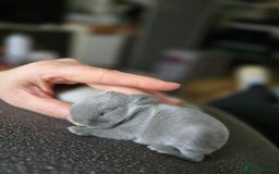 Netherland Dwarf rabbits for sale: Netherland Dwarfs bunnys  - Image 5