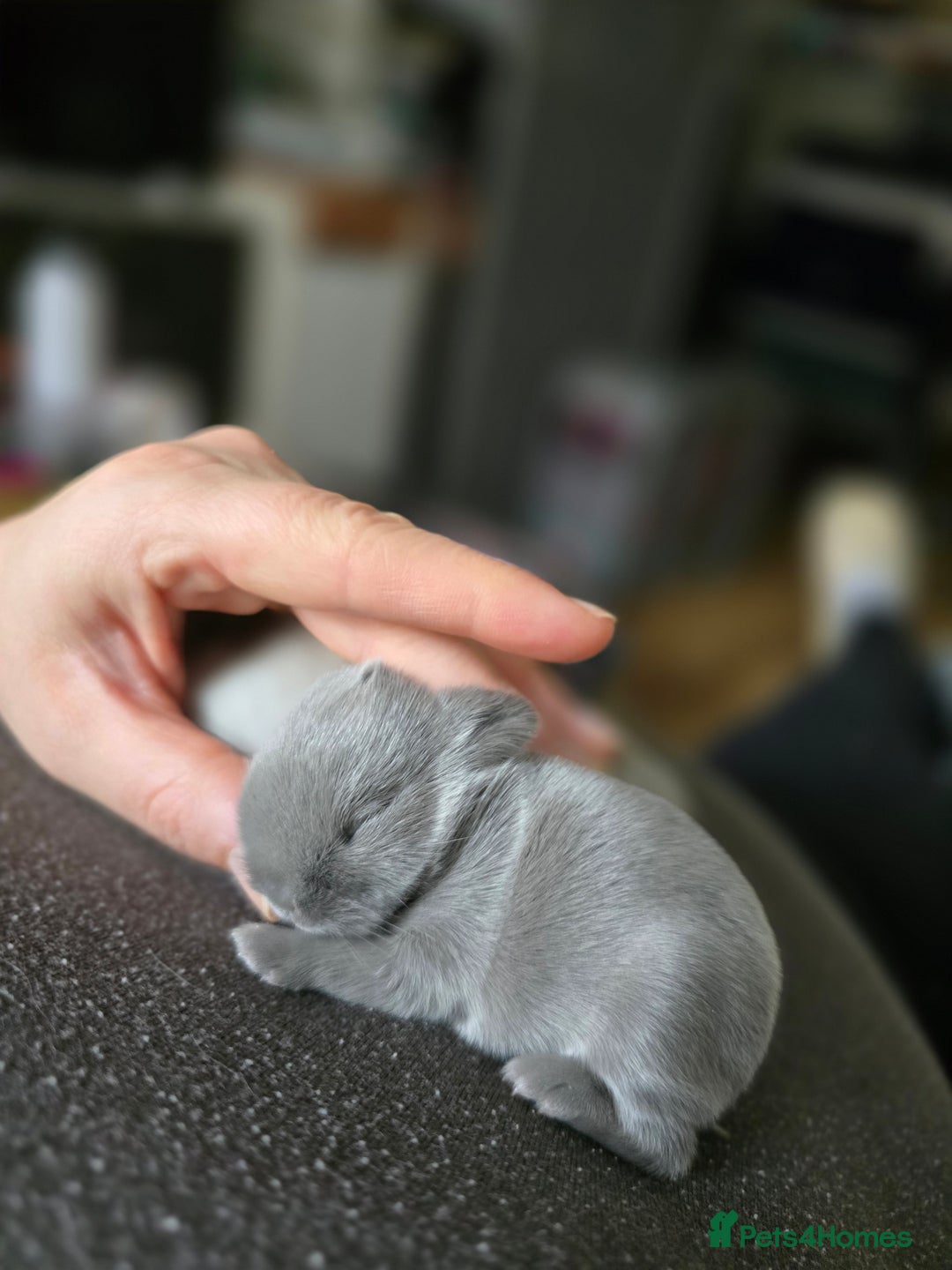 Netherland Dwarf rabbits for sale: Netherland Dwarfs bunnys  - Image 5