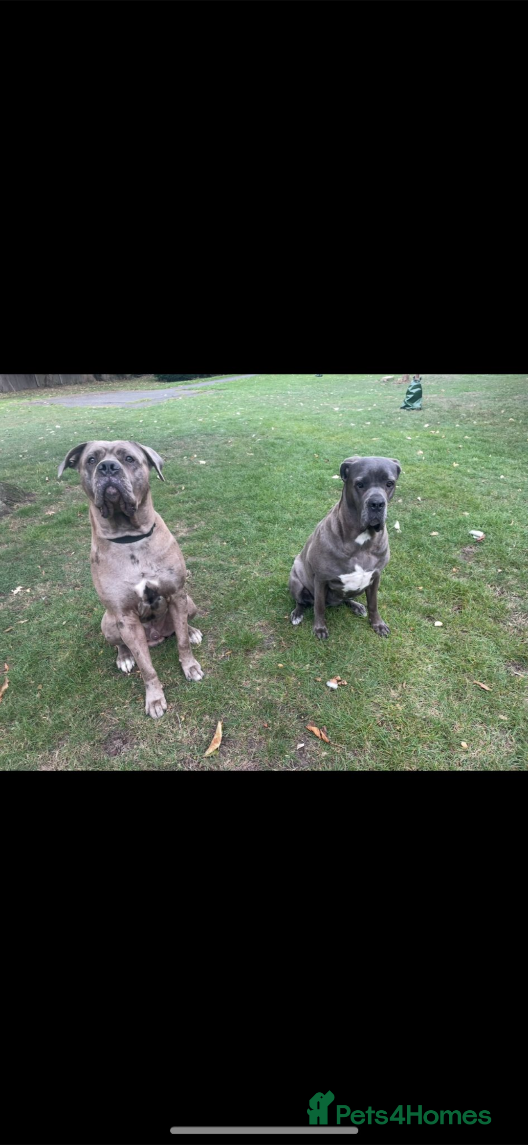 Cane Corso dogs for stud: 65 kilo Merle cane corso  - Advert 2