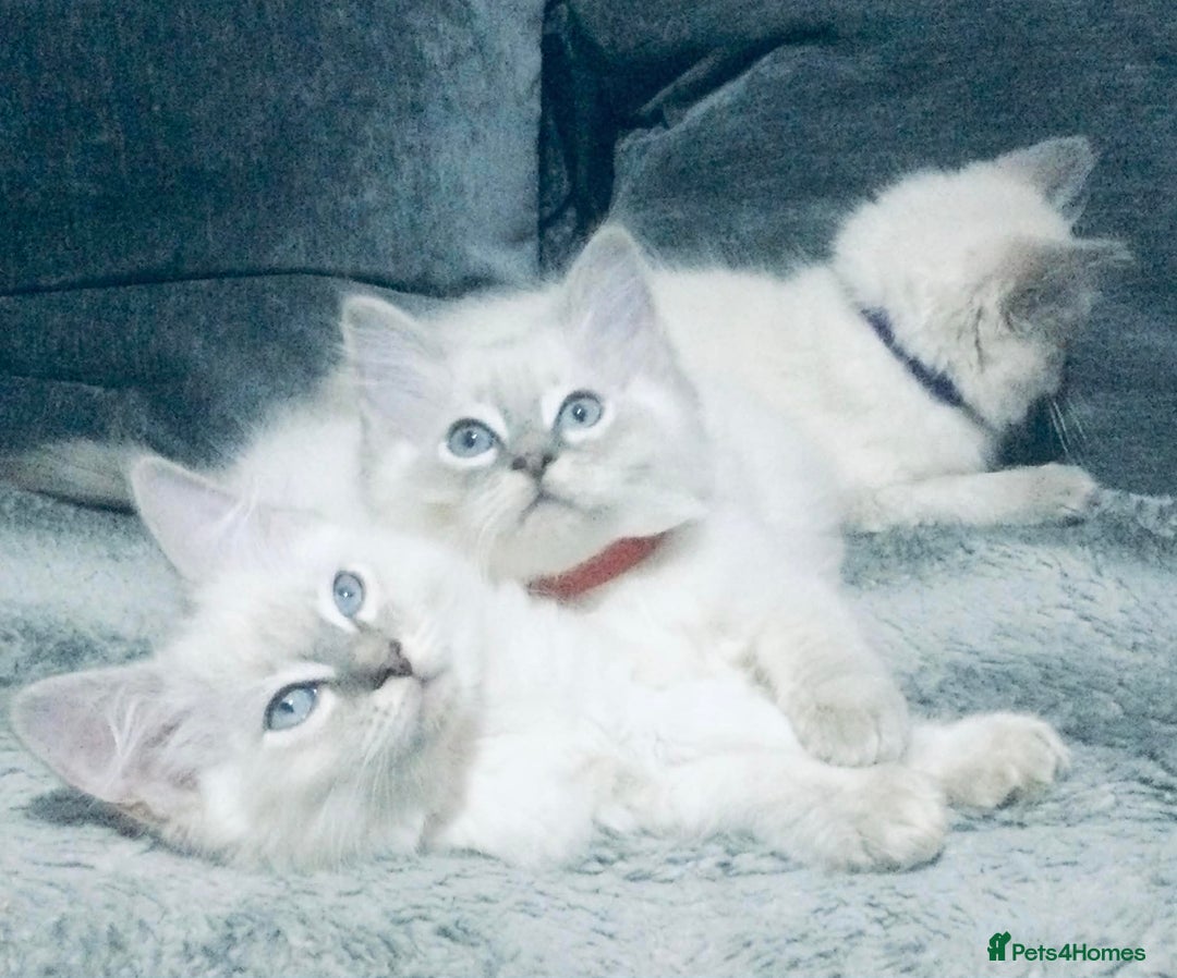 Ragdoll cats for sale: Ragdoll kittens girls - Advert 6