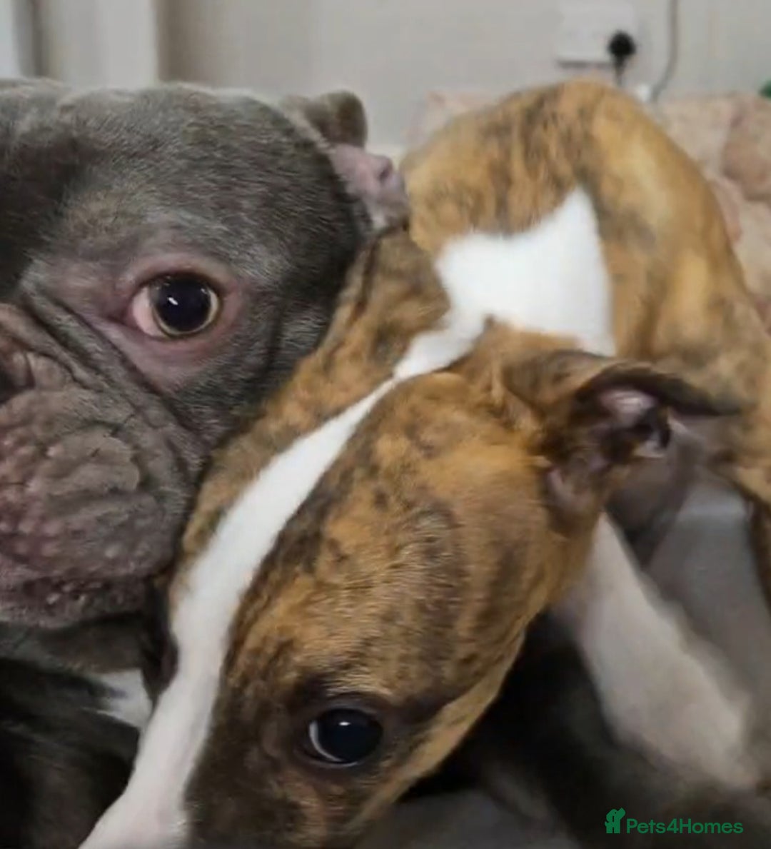 French Bulldog dogs for stud: Prince naseem,STUD kennel club,now available  - Advert 5