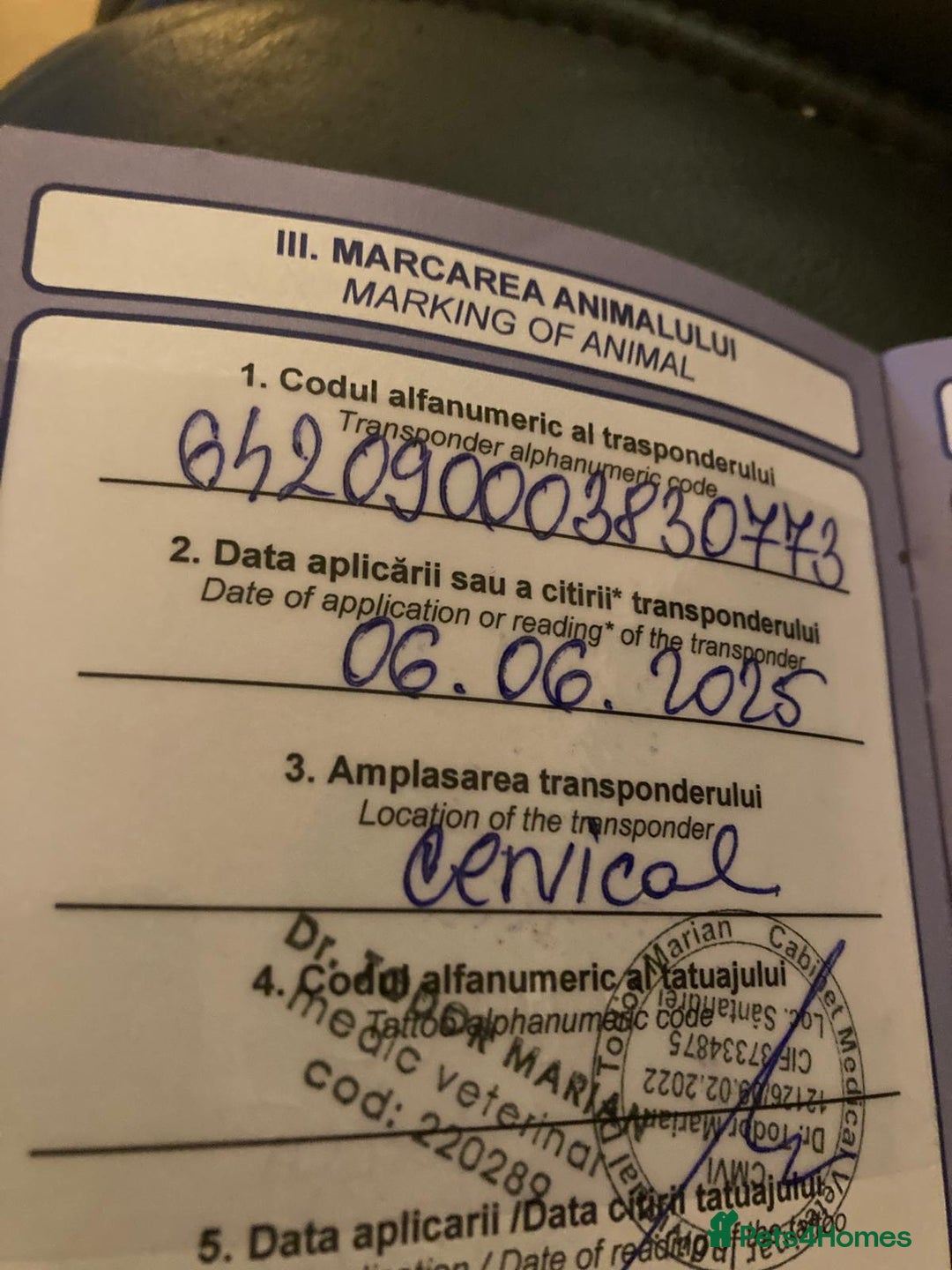 Mixed Breed dogs for adoption: 🐾💛 DIGBY – The Affectionate Big Softie! 💛🐾 - Advert 21