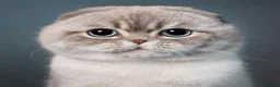 Scottish Fold cats for stud: Meet George 💙 - Advert 1