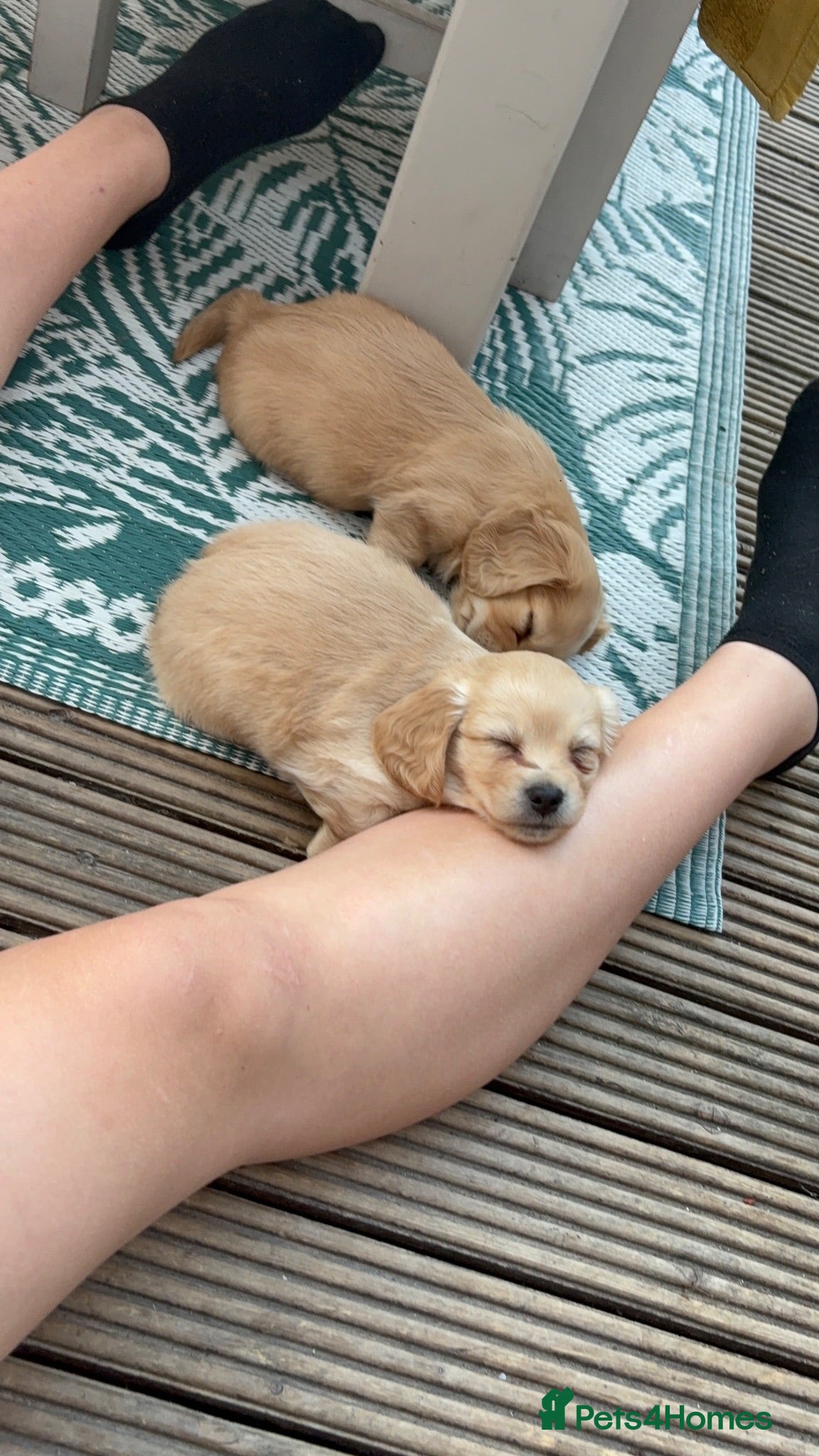 Chiweenie dogs Dachshund x chihuaua - Advert 2