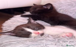 Bengal cats for sale: 4 Beautifully mixed Bengal and British shorthair  - Image 15