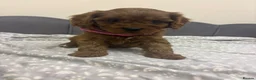 Cavapoo dogs for sale: Stunning F1 Toy Cavapoo Pups - Advert 11