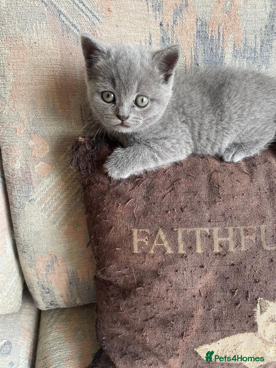 British Shorthair cats for sale: British Blue Shorthair Kittens - Image 9