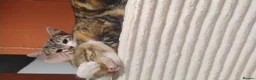 American Shorthair cats for sale: Playful young kitten looking for a loving home  - Advert 3