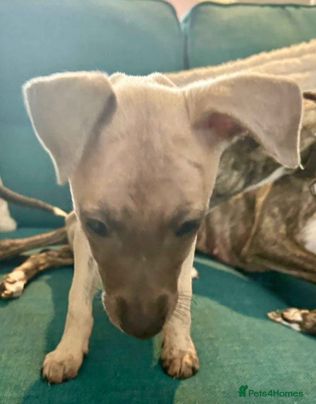Mixed Breed dogs for sale: 2 Italian Greyhound x Whippet Pups for Sale  - Image 4