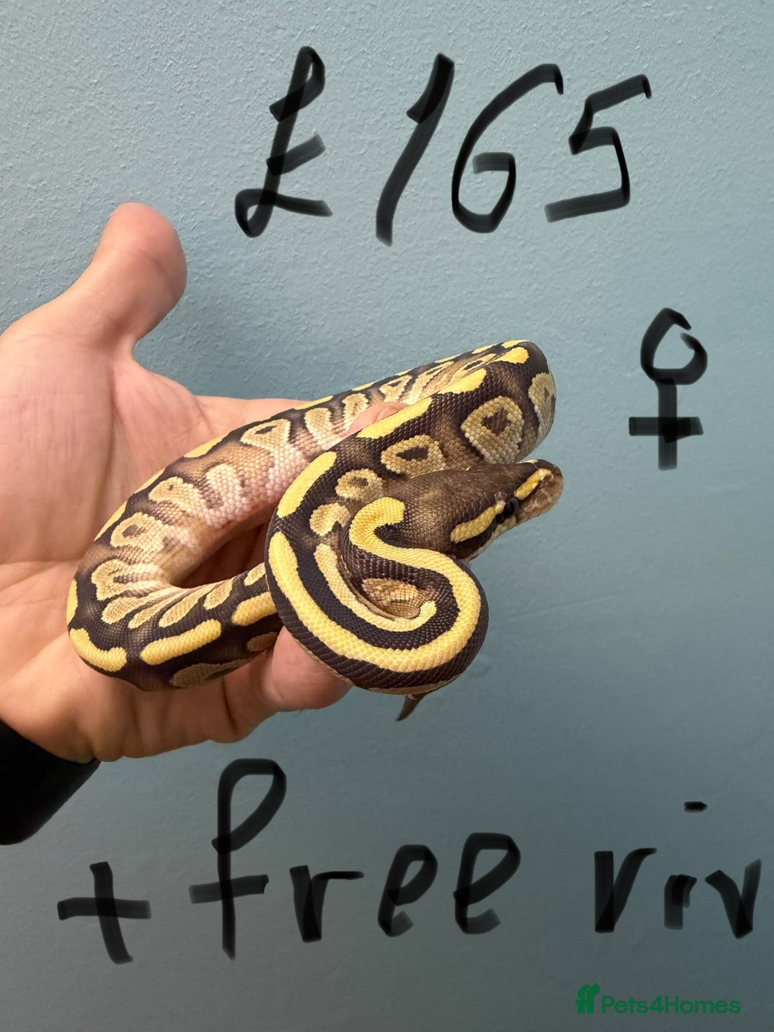 Python Snake reptiles Stunning Royal Python Hatchlings for sale or trade - Advert 2