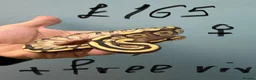 Python Snake reptiles for sale: Stunning Royal Python Hatchlings for sale or trade - Advert 2