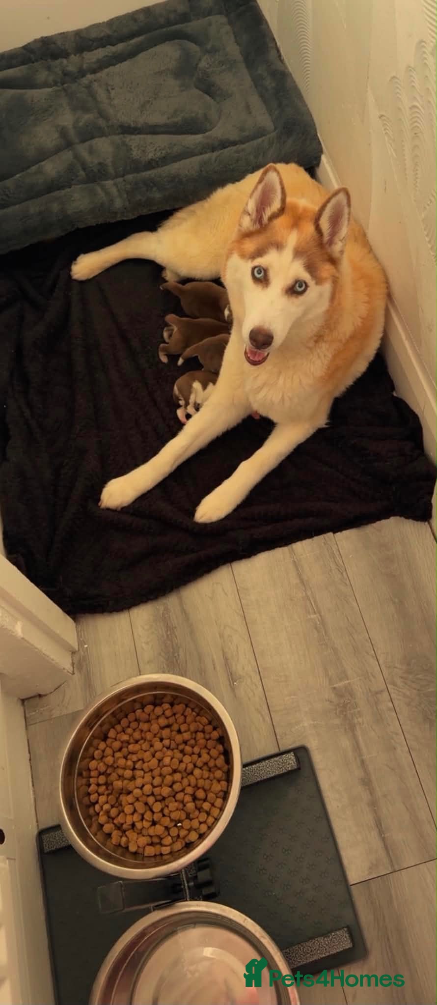Siberian Husky dogs 4 beautiful husky puppy’s  - Advert 1