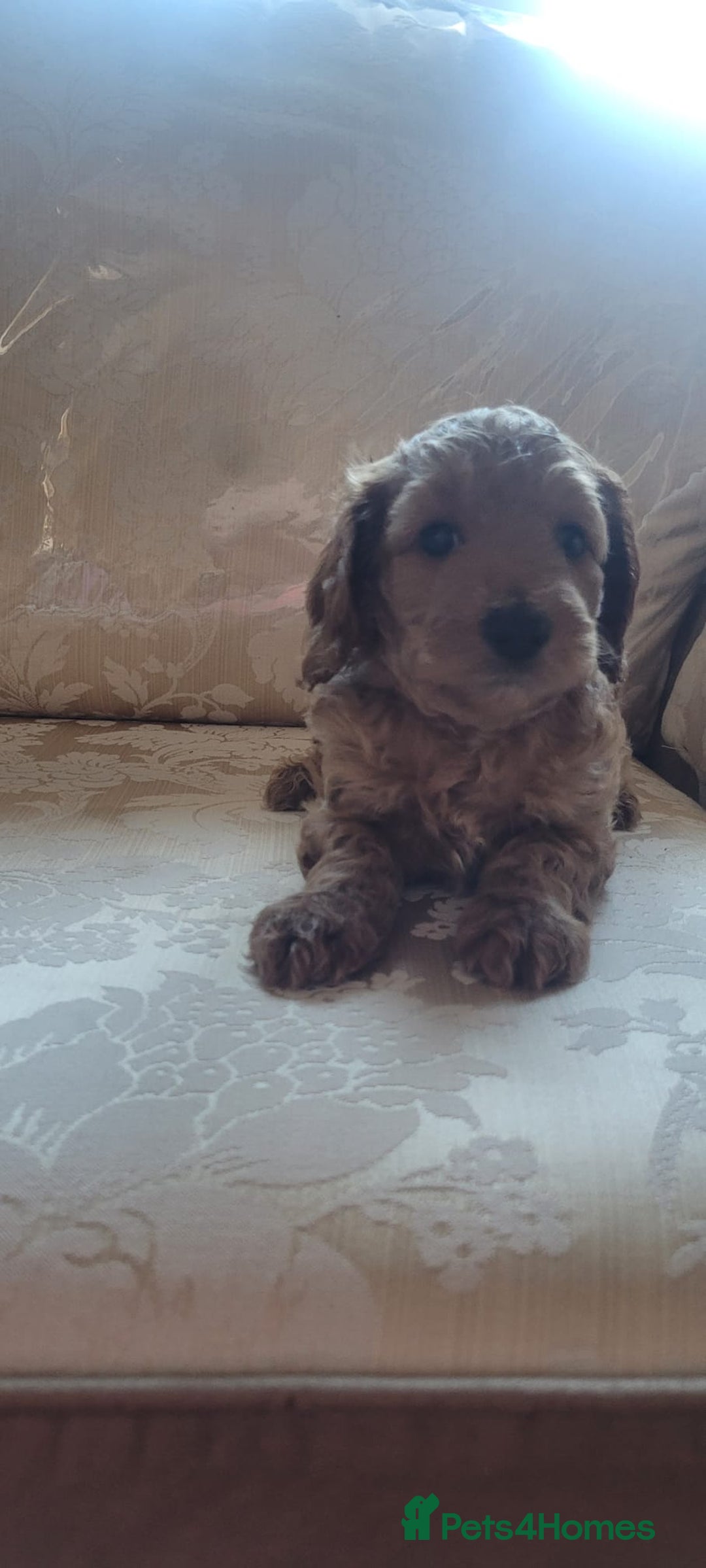 Cockapoo dogs for sale: 2nd generation cockapoo pups - Image 3