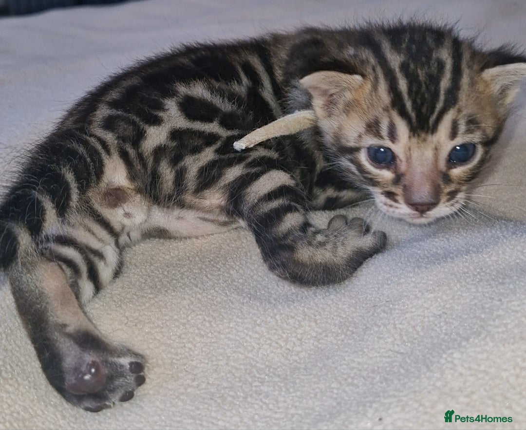 Bengal cats for sale: Pedigree Health Tested TICA Bengal Kittens - Image 7