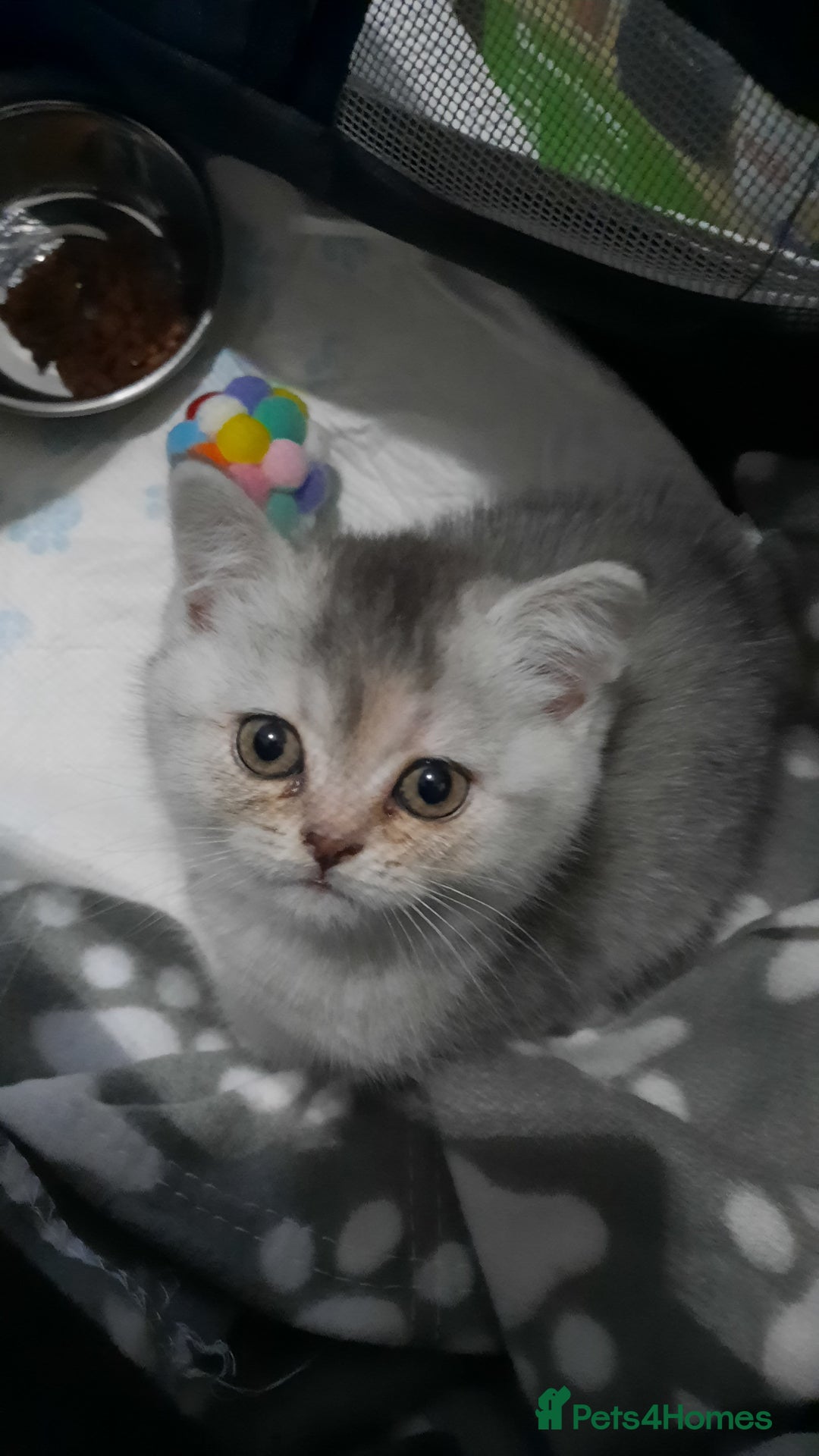Mixed Breed cats for sale: Persian x  - Advert 3