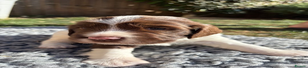 English Springer Spaniel Puppy 1
