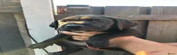 Cane Corso dogs for sale: cane corso pups in Knottingley - Advert 5