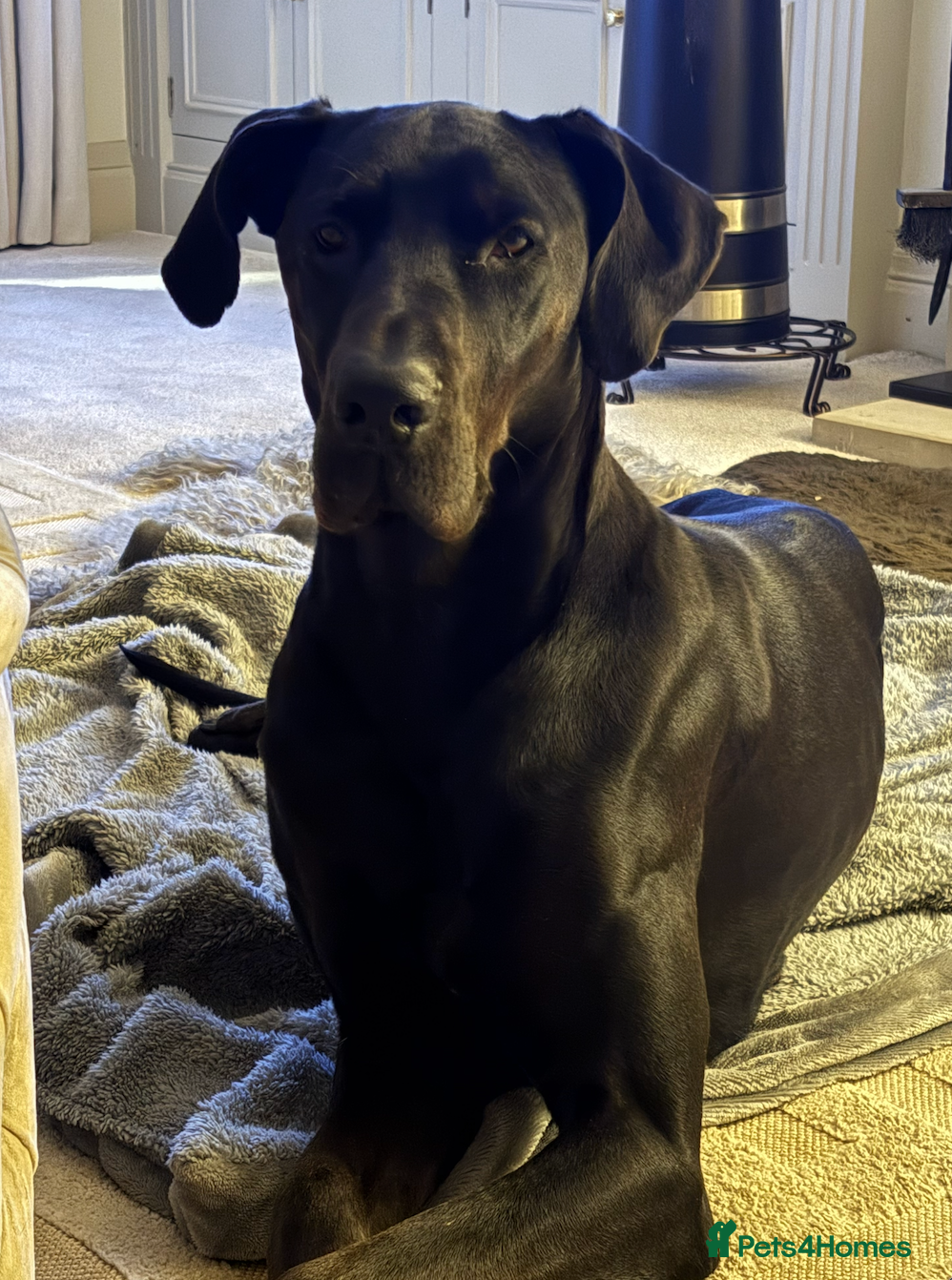 Mixed Breed dogs Beautiful Doberdane (Doberman x Great Dane) - Advert 1