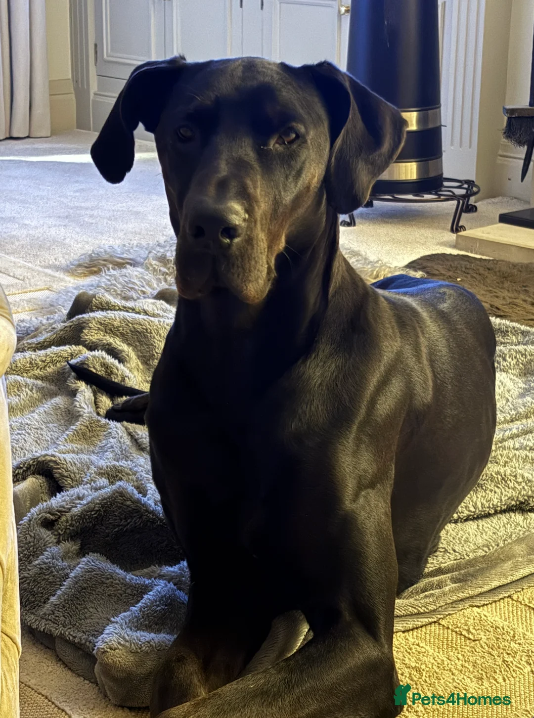 Mixed Breed dogs for sale: Beautiful Doberdane (Doberman x Great Dane) - Advert 1