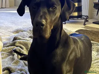 Mixed Breed dogs Beautiful Doberdane (Doberman x Great Dane) - Advert 13