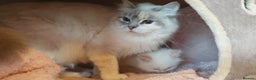 Ragdoll cats for sale: 💗Stunning GCCF registered Ragdoll Kittens. - Advert 32
