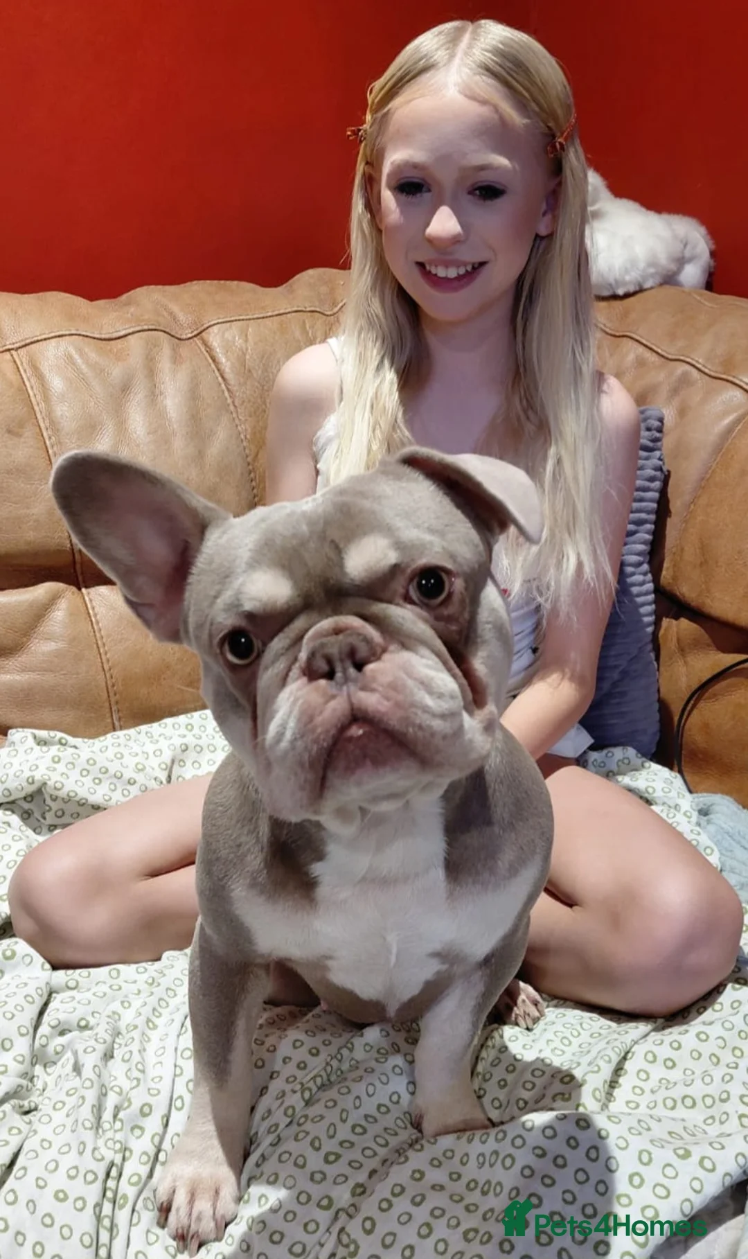 French Bulldog dogs for stud: Isabella French Bulldog for Stud - Advert 2