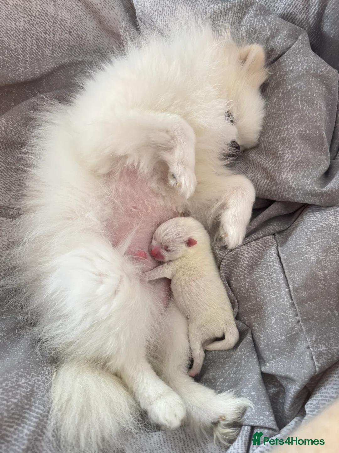Pomeranian dogs for sale: Stunning KC litter of fluffy white Pom puppy boy - Advert 17