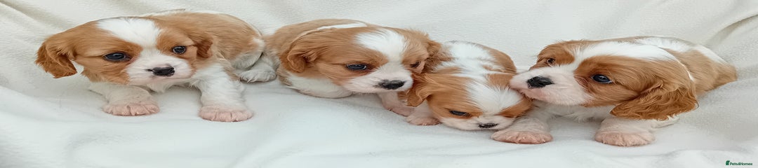 Cavalier King Charles Spaniel Puppy 3
