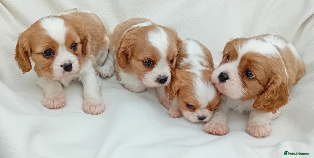 Cavalier King Charles Spaniel dogs for sale: Beautiful king charles puppies - Image 3