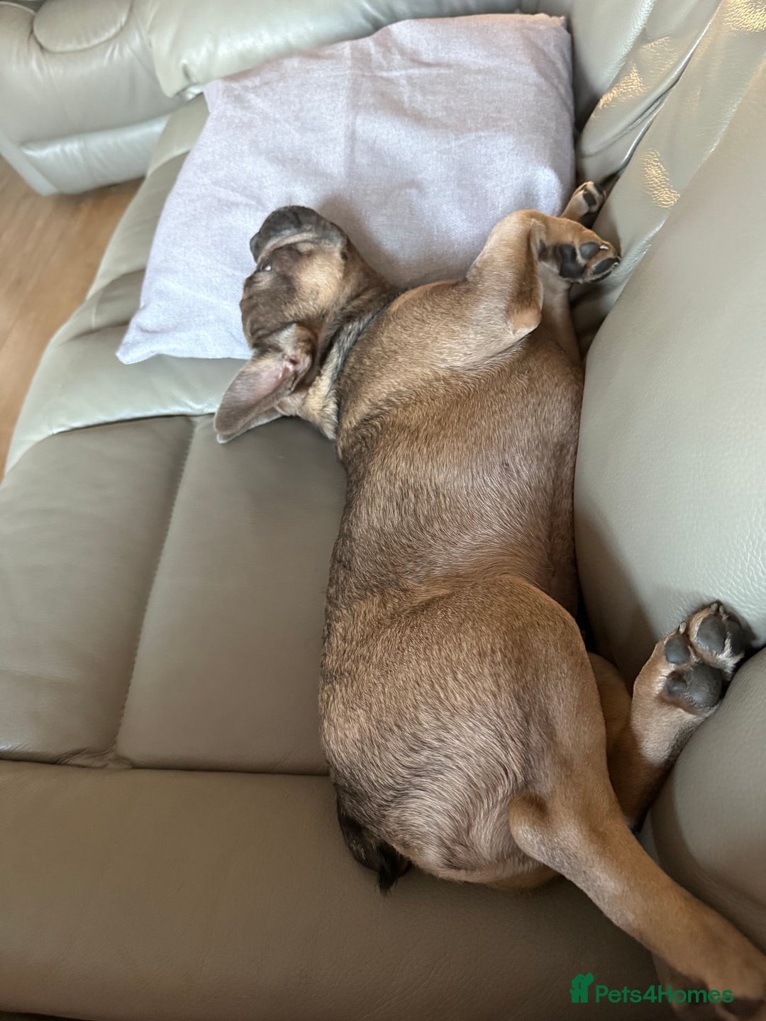 French Bulldog dogs for sale: French bulldog  - Advert 4