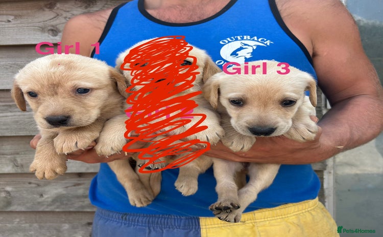 Labrador Retriever dogs - Advert 2