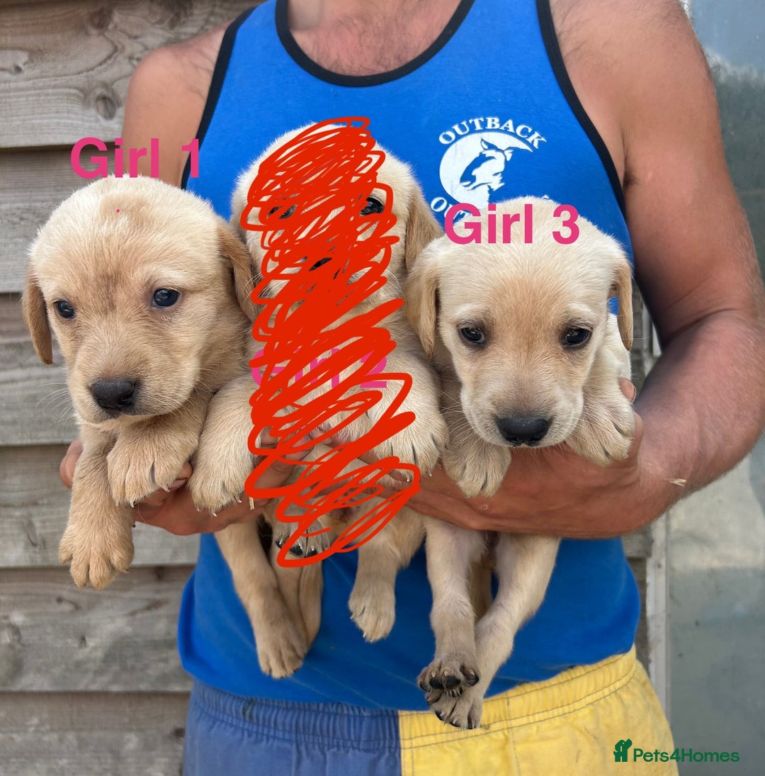 Labrador Retriever dogs for sale: Yellow and black lab pups  - Image 1