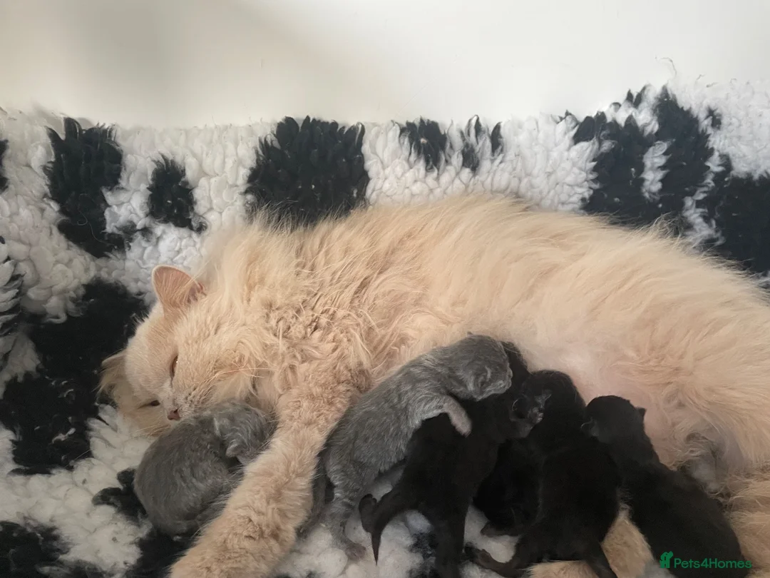 British Shorthair cats for sale: Beautiful litter of British long/shorthair kittens - Advert 2