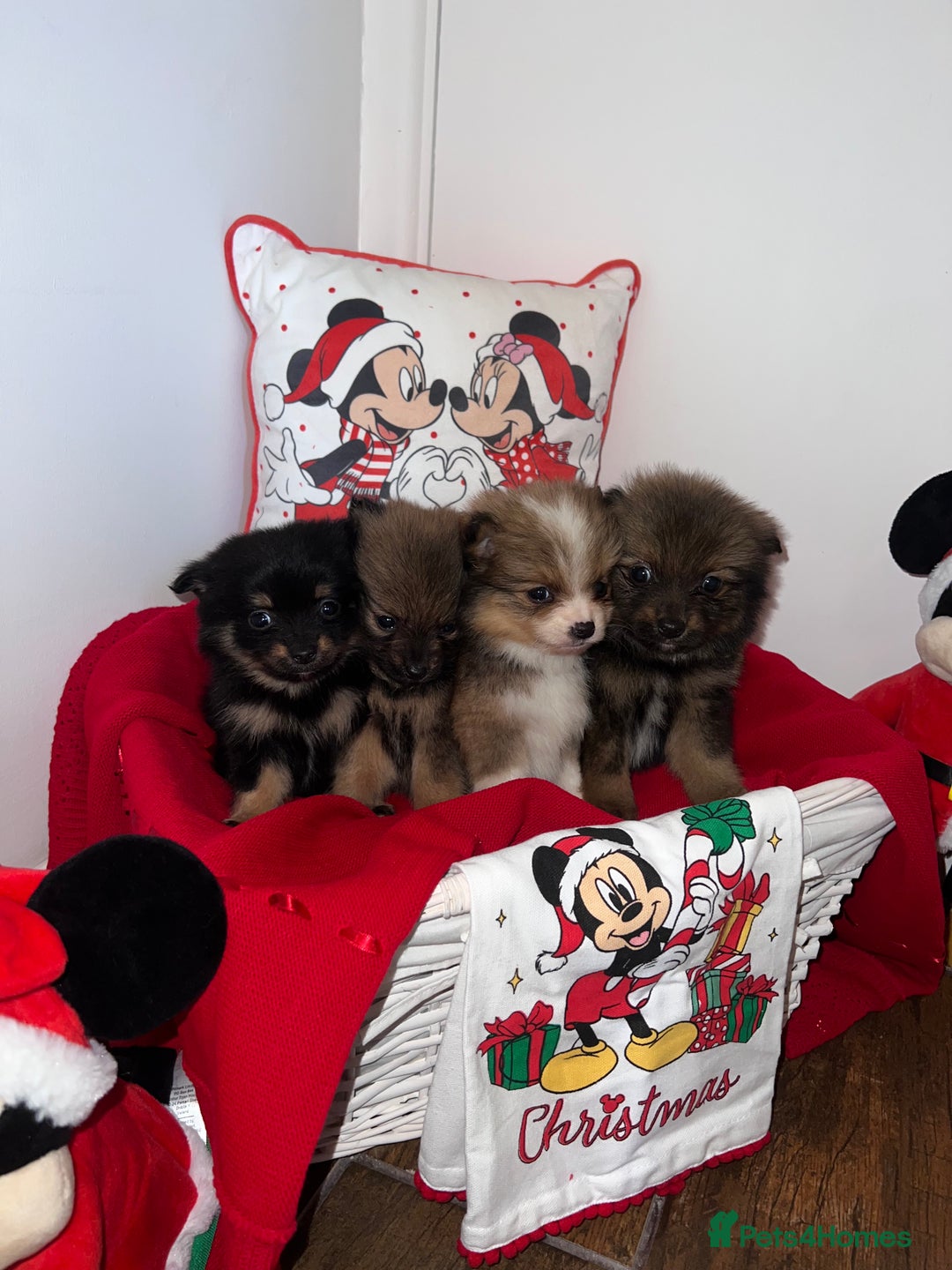 Pomeranian dogs for sale: Beautiful Pomeranian puppy’s  - Image 8