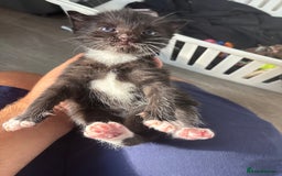 Turkish Van cats for sale: Black and white kittens last boy left  - Image 23