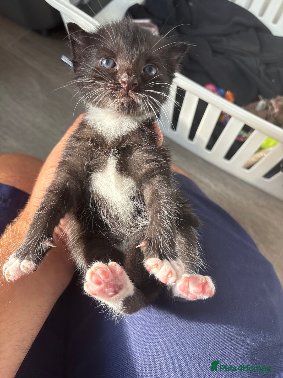 Turkish Van cats for sale: Black and white kittens last boy left  - Image 23