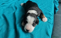 Tibetan Terrier dogs for sale: KC Tibetan Terrier Puppies For Sale😀 - Advert 9